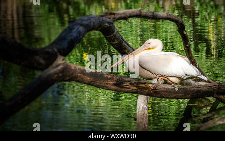 Un pellicano bianco su un ramo di albero. Foto Stock