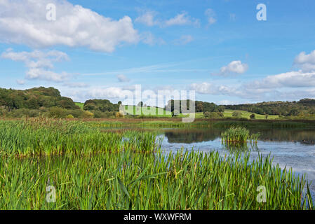 Leighton Moss, RSPB riserva naturale, Lancashire, Inghilterra, Regno Unito Foto Stock