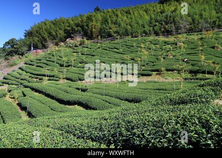 Fattoria di tè in Taiwan. Hillside piantagioni di tè in Shizhuo, Alishan montagne. Foresta di Bamboo in background. Foto Stock