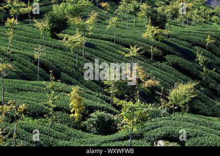 I campi di tè in Taiwan. Hillside piantagioni di tè in Shizhuo, Alishan montagne. Foto Stock