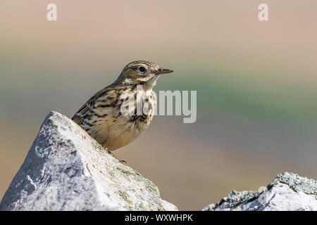 Meadow Pipit Anthus pratensis) seduto su una parete Foto Stock