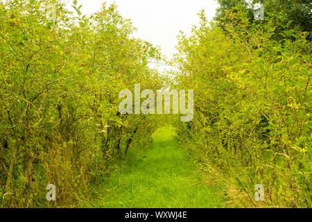 Coltivato Elderberry alberi (Sambucas nigra) piantato in file. REGNO UNITO. Foto Stock