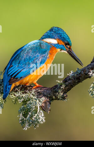Kingfisher (Alcedo atthis) appollaiato su un ramo
