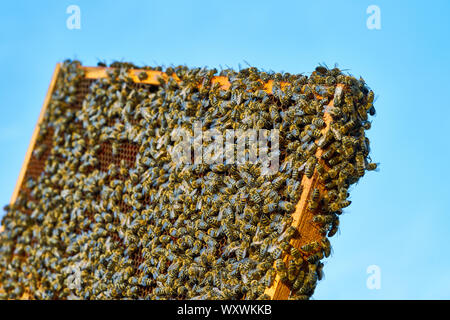 Vista ravvicinata della Api di lavoro sul nido con il dolce miele. Il miele è l'apicoltura produrre sano. Foto Stock