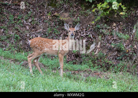 Un white-tailed deer, Odocoileus virginianus, macchiato fulvo. Foto Stock