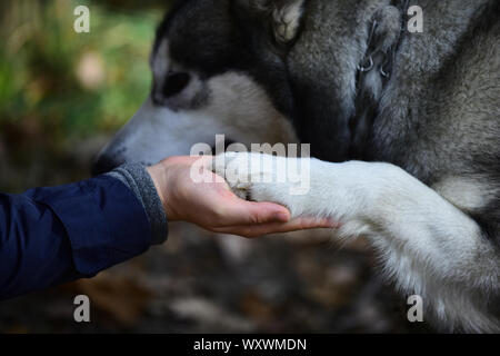 Mano e zampa del cane. Amicizia tra uomo e animale. La fiducia, aiuto e compagnia. I cani di formazione concept Foto Stock