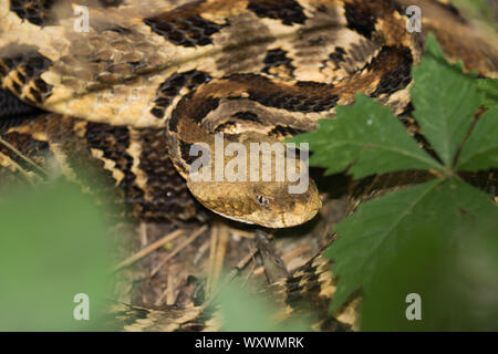 Close-up di un adulto timber rattlesnake, Crotalus horridus. Foto Stock