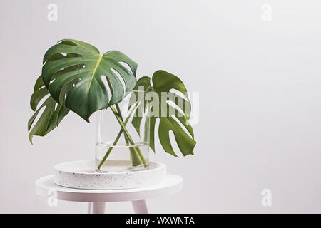 Foglie di monstera in un vaso di vetro sopra la parete bianca. Casa minimalista decor. Foto Stock