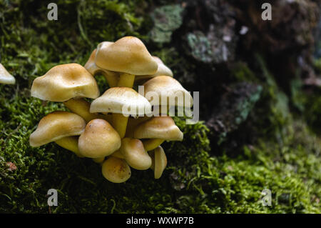 Mazzetto di funghi di bosco Foto Stock