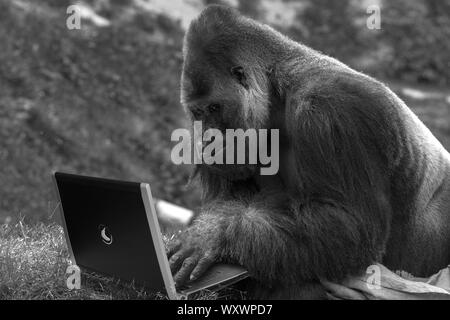 Ufficio, officework, officemeeting, riunioni di lavoro, comunicazione, nota, botebook, cellulare, smartphone, scrivania, tavolo trattativa, finanza, contabilità, denaro. Foto Stock