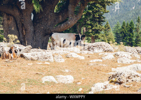 Bella coppia grande bianco e nero Frisone vacca Holstein, guarda pensieroso, sorge nella parte anteriore di un pascolo verde sotto un albero Foto Stock