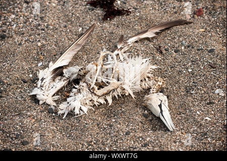 Uccello morto scheletro sulla spiaggia. A North Berwick estate daily scene e paesaggi. Foto Stock