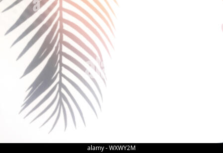 Tropico di foglie di palma ombra sul muro bianco sullo sfondo. Modello di progettazione con copia spazio o per ovelay Foto Stock