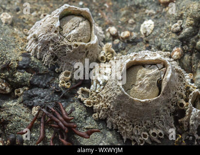 Acorn Barnacles (Balanus sp.) e patelle a bassa marea su una roccia a Westport Beach, California Foto Stock