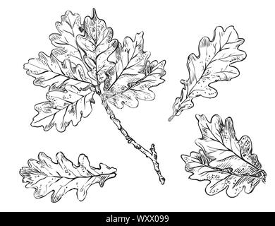 Vettore di disegno a mano impostato di una monocromatica quercia lascia delineare sullo sfondo bianco. Caduta la linea arte del fogliame. stock illustrazione Illustrazione Vettoriale