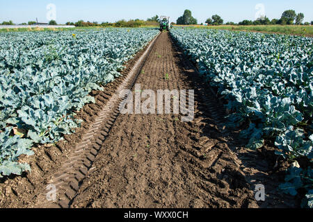 Trattore in terreni agricoli di broccoli. Grande piantagione di broccoli. Concetto per la coltivazione di broccoli. Giornata di sole. Tracce di pneumatici del trattore Foto Stock