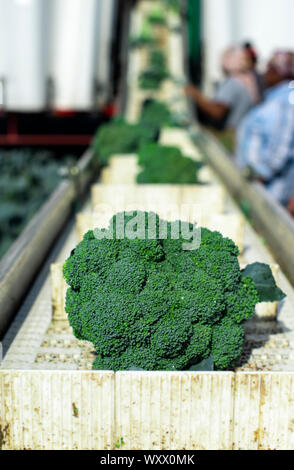 Il raccolto di broccoli in fattoria con il trattore e il trasportatore. Lavoratori picking broccoli nel campo. Concetto per la coltivazione e la raccolta automatizzata di broccoli. Foto Stock