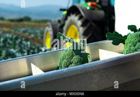 Il raccolto di broccoli in fattoria con il trattore e il trasportatore. Lavoratori picking broccoli nel campo. Concetto per la coltivazione e la raccolta automatizzata di broccoli. Foto Stock