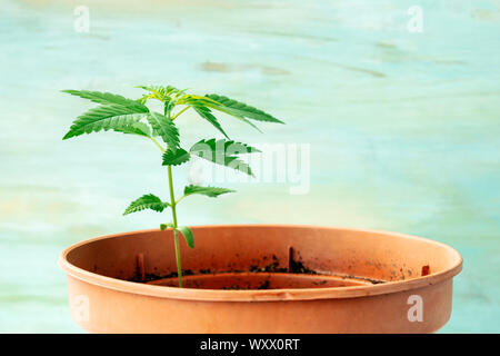 Coltivazione di cannabis a casa. Giovani pianta di canapa con foglie verdi, vista laterale su un sfondo di teal con spazio di copia Foto Stock