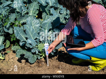 Agronom misurare suolo nella piantagione di broccoli. Close up testa di broccoli in giardino. Crescita industriale e misurare il terreno. Giornata di sole. Donna tenere suolo misurare Foto Stock