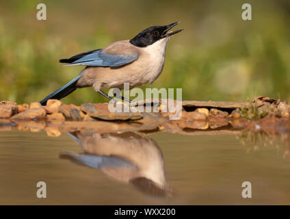 Azzurro-winged gazza (Cyanopica cyanus) bere, Engalnd Azzurro-winged gazza (Cyanopica cyanus) bere, Engalnd
