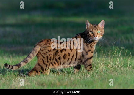 Gatto bengala in piedi nel giardino, bel ritratto di un animale da compagnia Foto Stock