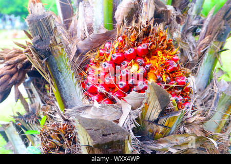 Fresca olio di palma da Palm Garden, impianti Foto Stock