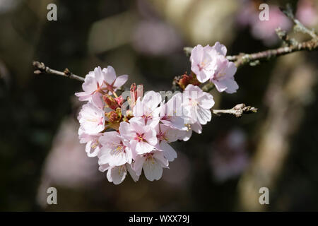 Close-up di rosa fiori di Prunus sargentii, Sargent della ciliegia o Nord giapponese cherry hill in primavera Foto Stock