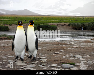 Pinguino reale coppia Georgia del Sud Foto Stock