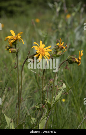 Echte Arnika, Arnica montana, arnica Foto Stock