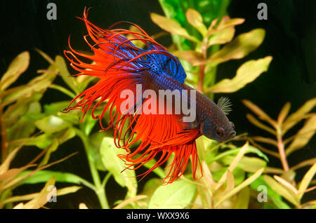 Siamese fighting fish (Betta splendens) maschio 'Crowntail'