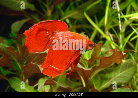 Siamese fighting fish (Betta splendens) maschio
