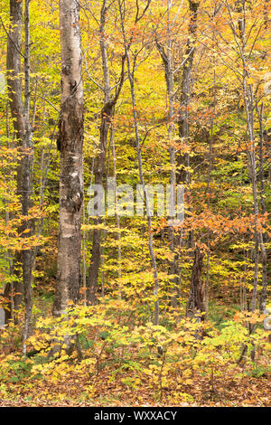 La caduta delle foglie di colori di aceri a Stowe nel Vermont, New England, STATI UNITI D'AMERICA Foto Stock