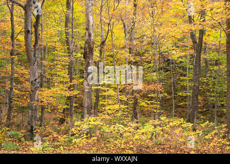 La caduta delle foglie di colori di aceri a Stowe nel Vermont, New England, STATI UNITI D'AMERICA Foto Stock