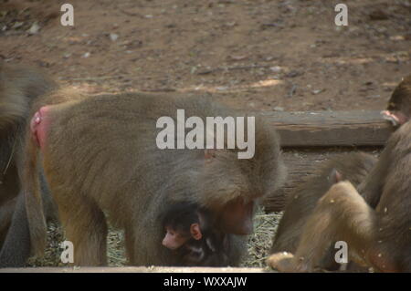 Safari in Israele Foto Stock