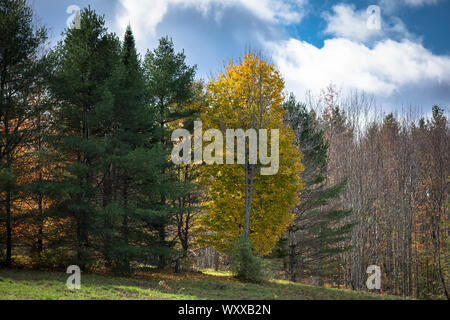 La caduta delle foglie di colori di acero a Stowe nel Vermont, New England, STATI UNITI D'AMERICA Foto Stock