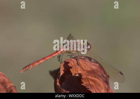 Comune maschio Darter Dragonfly su foglia morta nel giardino del Regno Unito Foto Stock