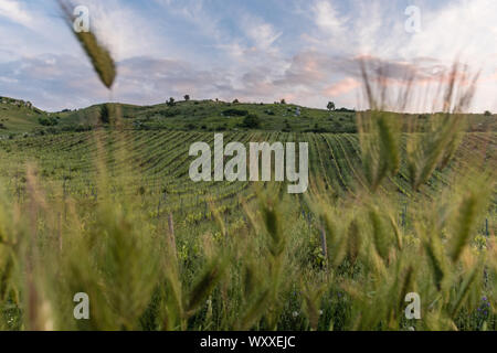 Campo agricolo. Vigneti e orzo selvatico al tramonto. Sicilia (Italia) Foto Stock