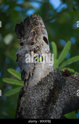 Giallo e Rosso bird inserimenti testa fuori del foro in una struttura ad albero Foto Stock