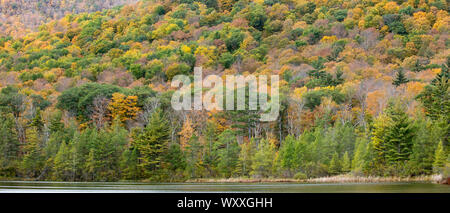 I colori dell'autunno di Aspen e di alberi di acero al suggestivo e spettacolare la montagna Equinox di Manchester, Vermont, USA Foto Stock