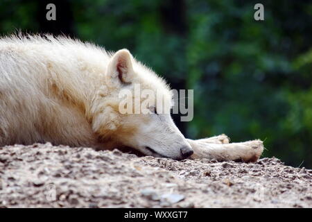 Bianco ARCTIC Wolf giacenti e poggiante su roccia Foto Stock