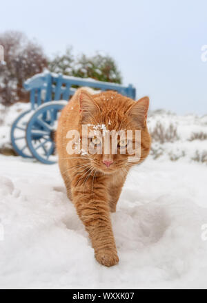 Un ginger rosso tabby cat a piedi in una coperta di neve giardino in una fredda giornata invernale e guardando curioso, vista frontale Foto Stock