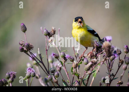 American Cardellino maschio di alimentazione su un thistle Foto Stock