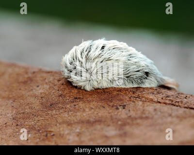 Ripresa macro di un Megalopyge opercularis caterpillar, l'infame forma larvale del sud di flanella Moth. Foto Stock