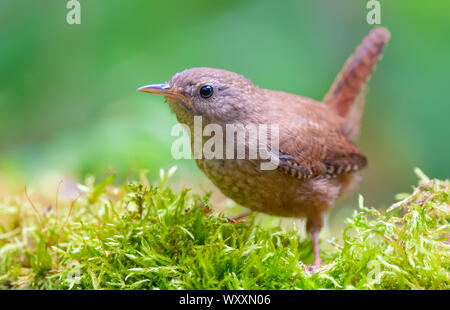 Eurasian wren colpo da distanza ravvicinata in piedi sul molto verde moncone di muschio in dolce foresta illuminata Foto Stock