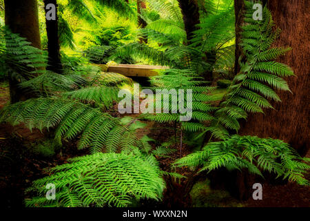 Australian Soft Fern Tree (Dicksonia Antartide). Giardini Trengwidden, Inghilterra, Cornwall Foto Stock