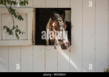 Stallone con intrecciato di criniera e ciuffo cercando il nostro rustico fienile finestra Foto Stock