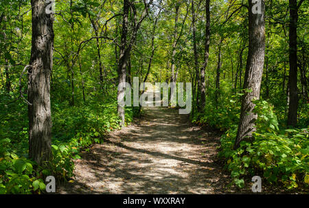 Un percorso attraverso la tarda estate foresta a boschi di abete rosso Parco provinciale nel sud di Manitoba in Canada Foto Stock