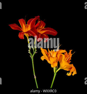 Daylily macro di due giallo rosso arancio coppie,sfondo nero,texture dettagliate, arte still life vintage stile di pittura Foto Stock