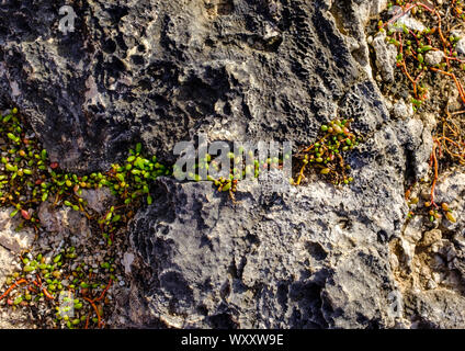 Dettaglio della roccia calcarea la texture e la vegetazione costiera a North Point, Barbados Foto Stock